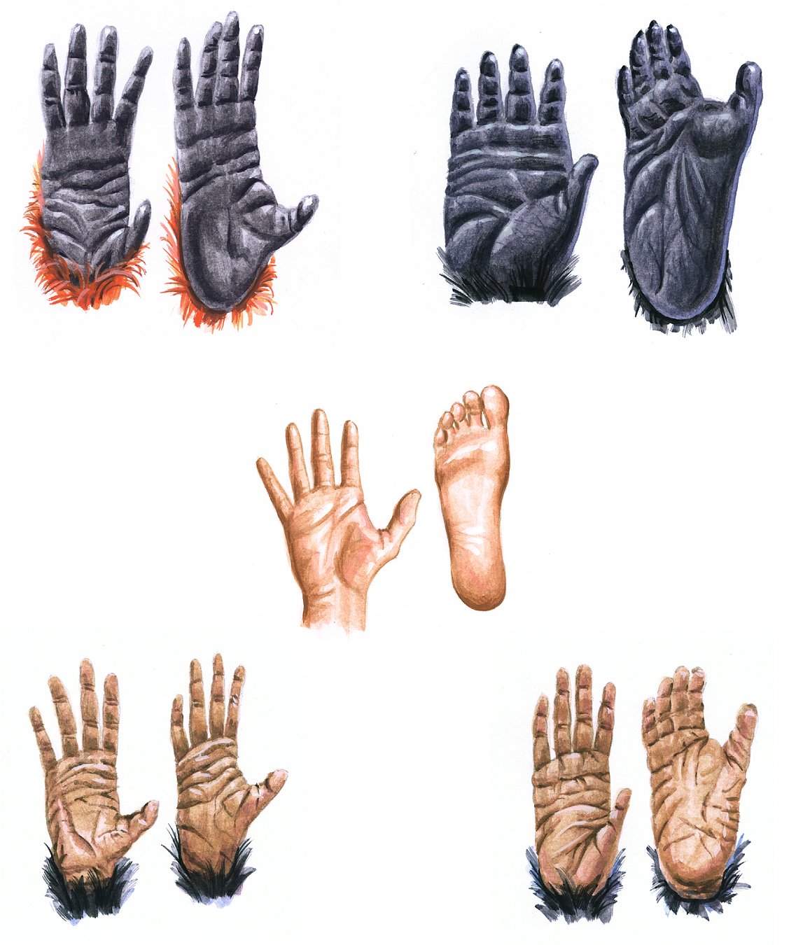 Malerei/Tiere Andreas Leitner Illustration