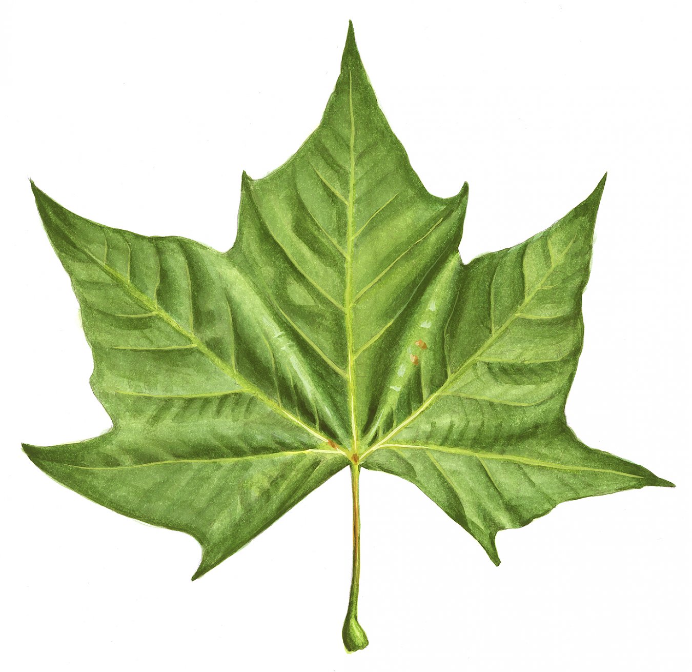 Ahorn Blatt Bild: An Artistic Journey Through Nature's Canvas