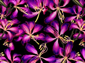 Purple Seductia