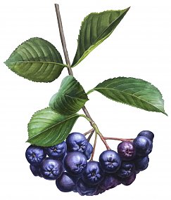 Aroniabeere