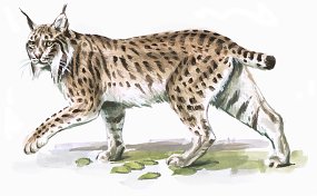 Iberischer Luchs