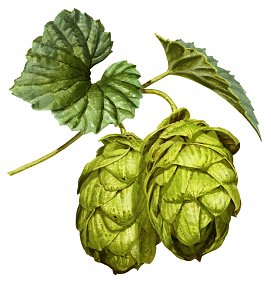 Hopfen