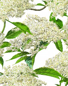 Holunderblüte