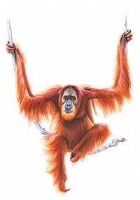 Orang-Utan