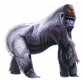 Gorilla