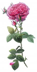 Rosa damascena