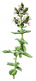 Oregano